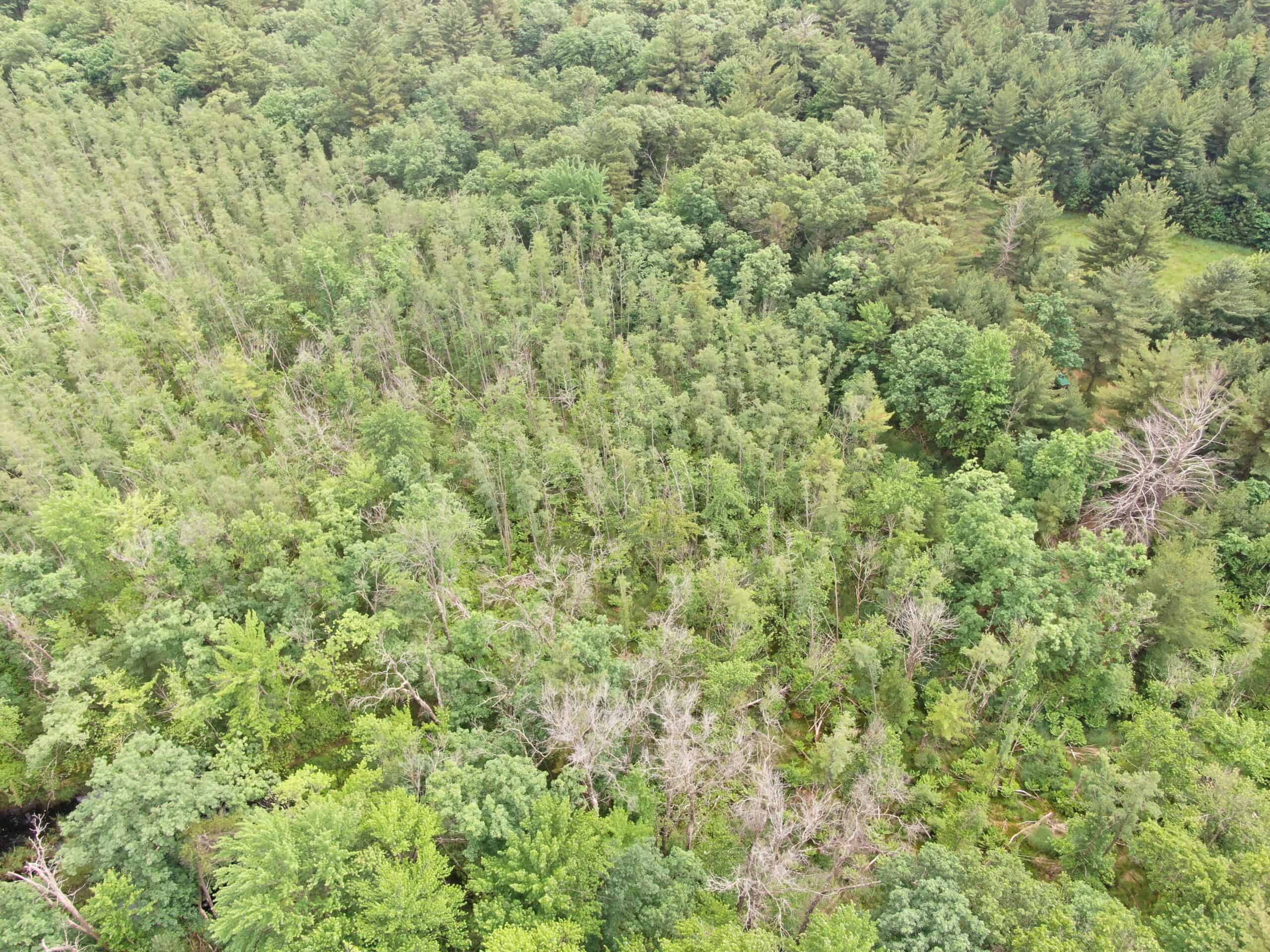 Forty acres in Adams County located in the Town of Strongs Prairie