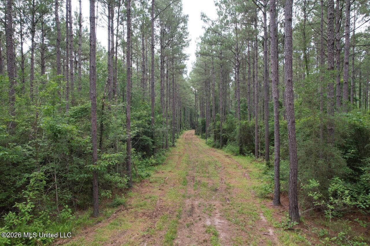 120± Acres for Sale in Osyka, MS on Tickfaw River