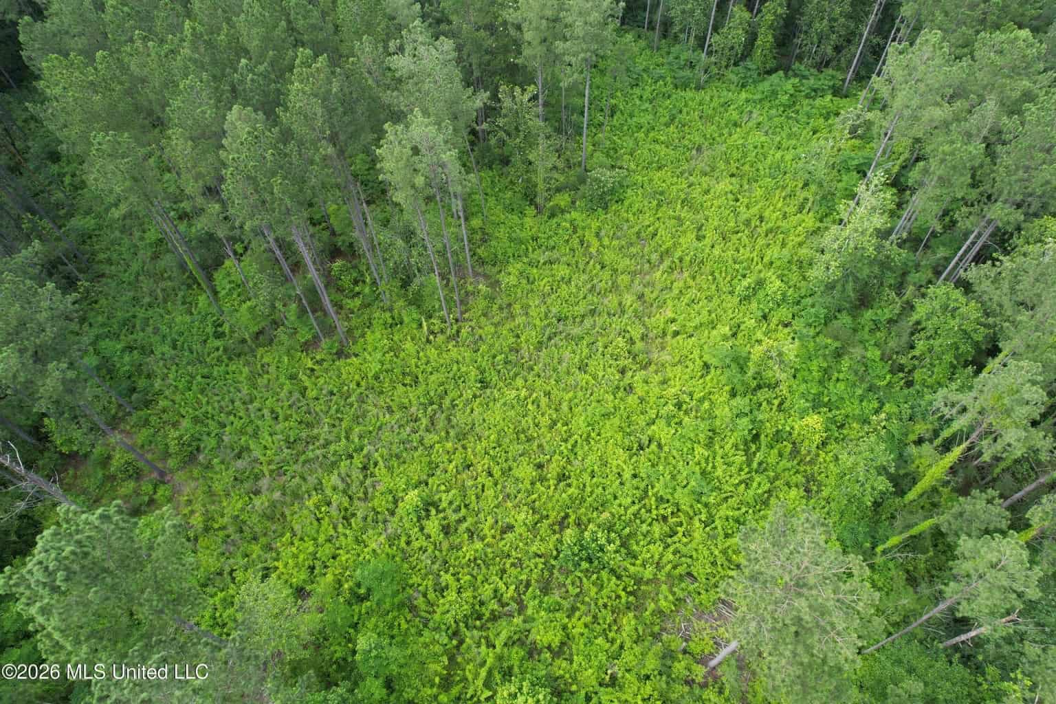 155 Acres Hunting Land for Sale in Centreville, MS