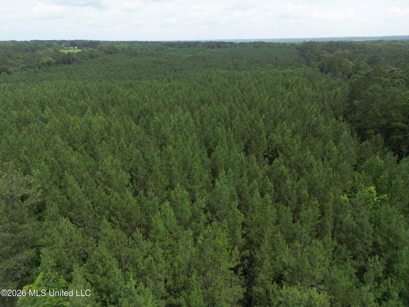 70+- Acres of Plantation Pines Pike County MS