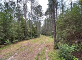 120± Acres for Sale in Osyka, MS on Tickfaw River