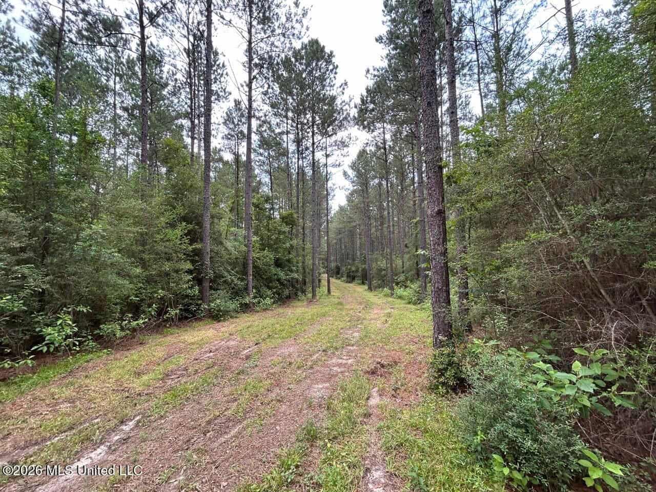 120± Acres for Sale in Osyka, MS on Tickfaw River