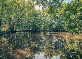 527 Acres Black Belt Prairie Clay County MS
