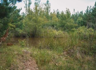 Weston 53 – Timber & Hunting Land in Louisiana