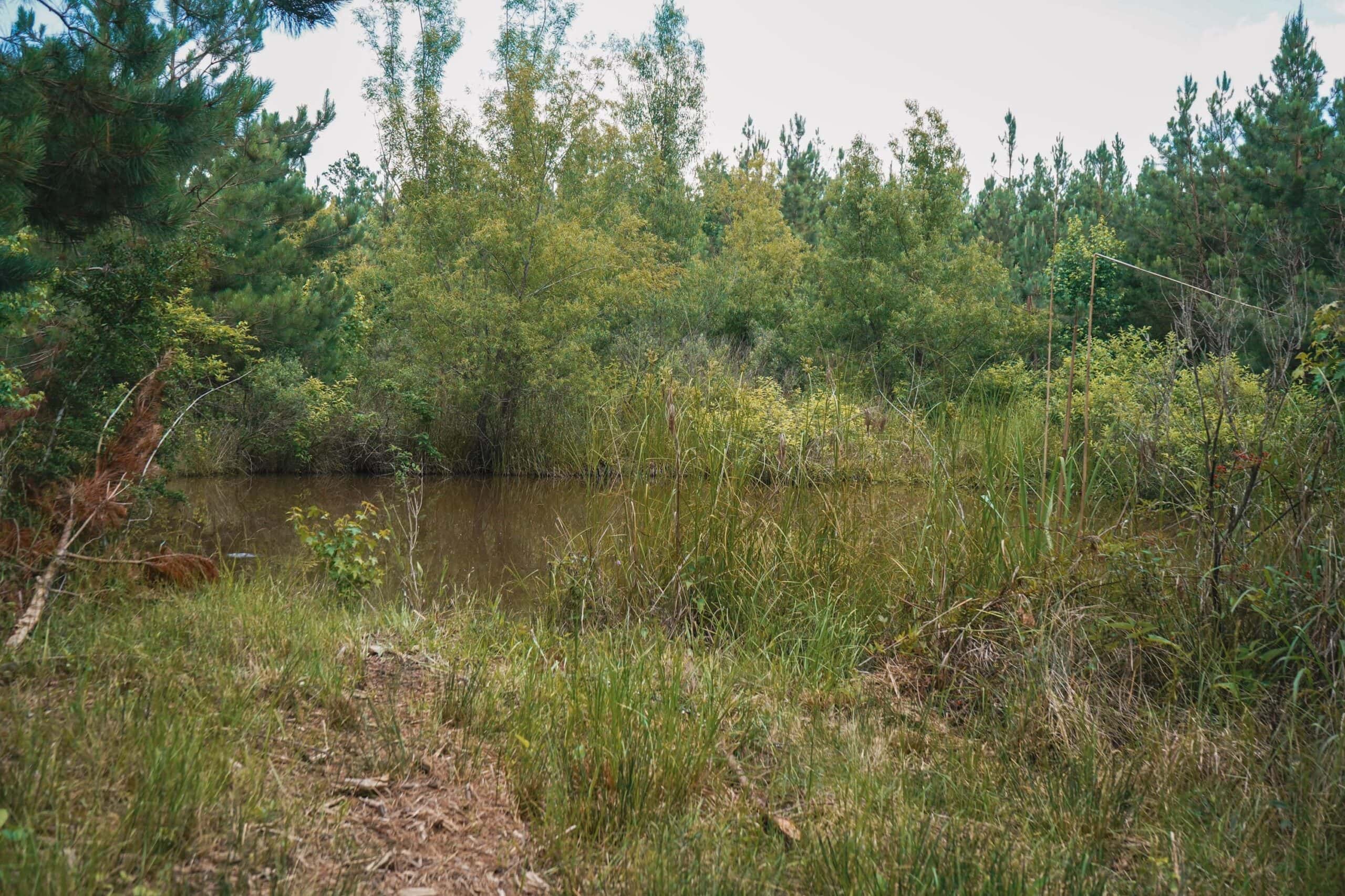 Weston 53 – Timber & Hunting Land in Louisiana