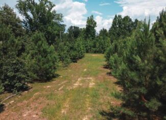 Weston 112 – Timber & Hunting Land in Jackson Parish, LA