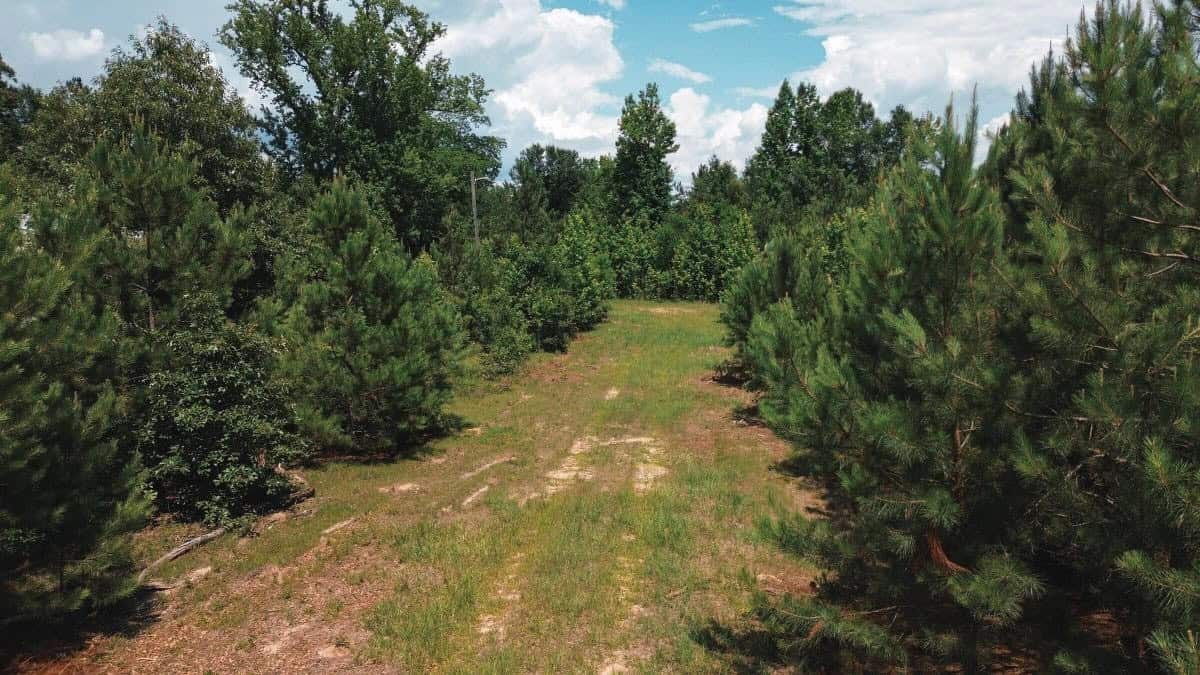 Weston 112 – Timber & Hunting Land in Jackson Parish, LA