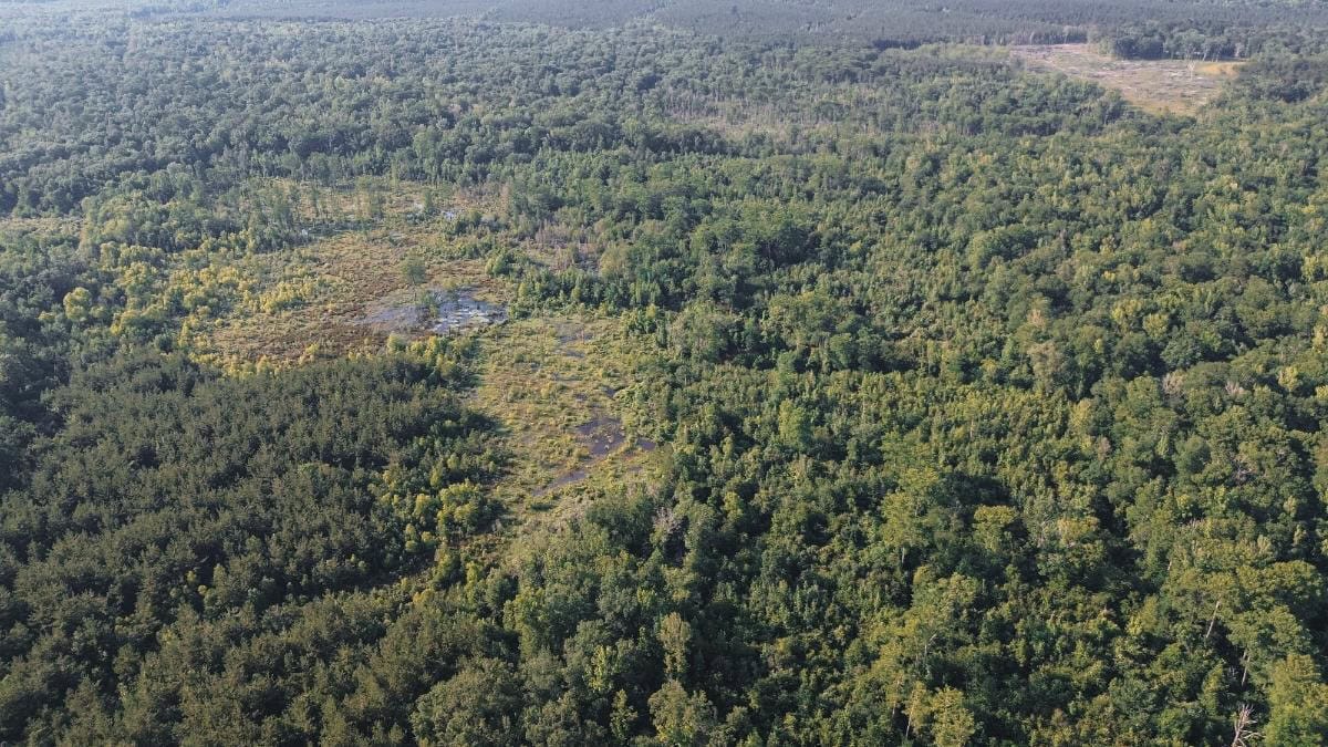 Chatham 72 – HARDWOOD TIMBER & HUNTING JACKSON PARISH LA