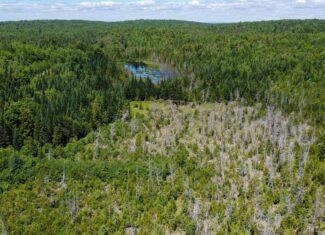 Large Acreage Maine Land for Sale Near West Grand Lake Chain