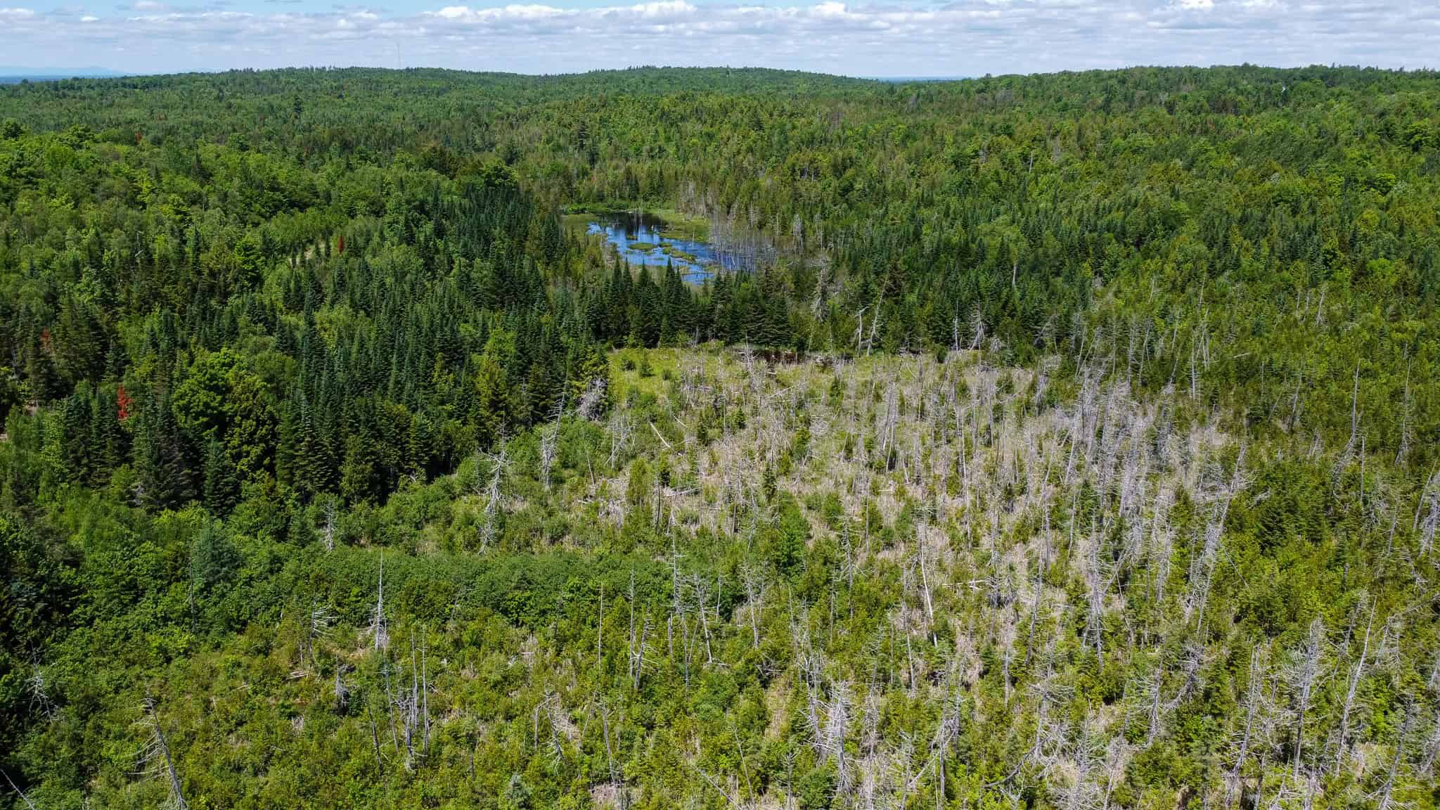 Large Acreage Maine Land for Sale Near West Grand Lake Chain