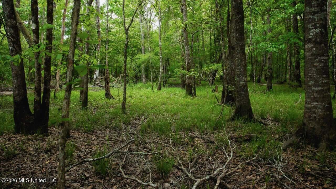 Paradise Whitetails in Oakdale, LA – 1,116± Acres