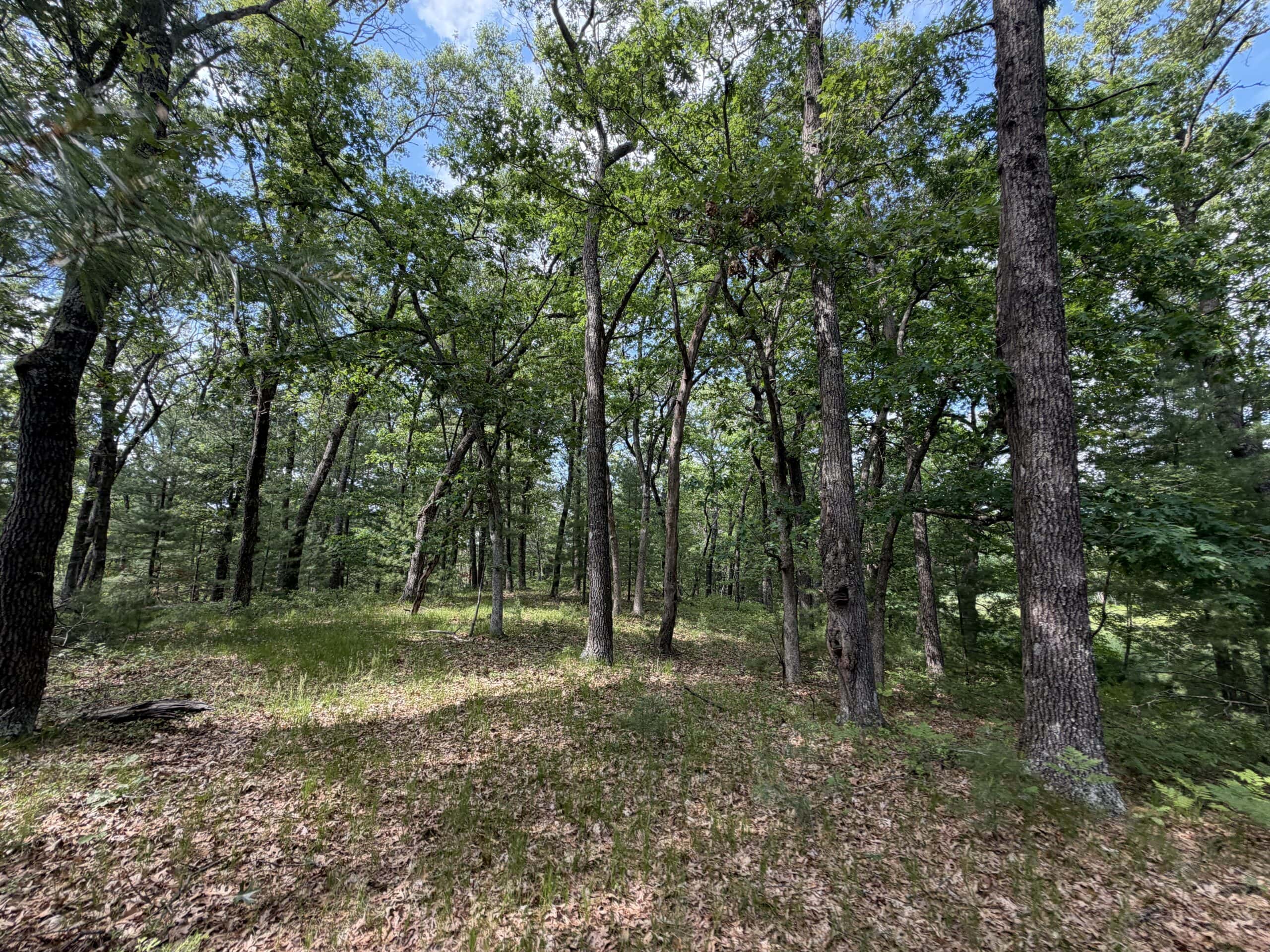 Forty acres in Adams County located in the Town of Strongs Prairie