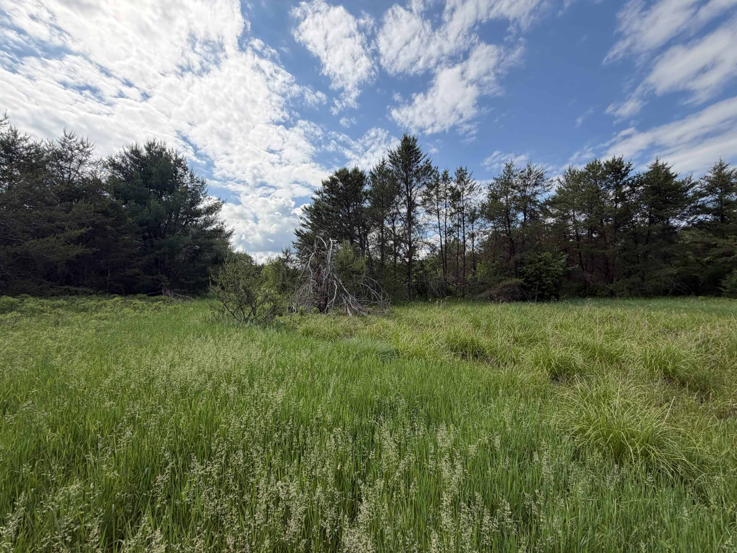 Forty acres in Adams County located in the Town of Strongs Prairie