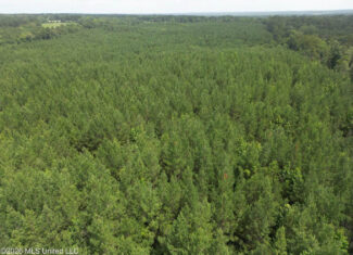 70+- Acres of Plantation Pines Pike County MS