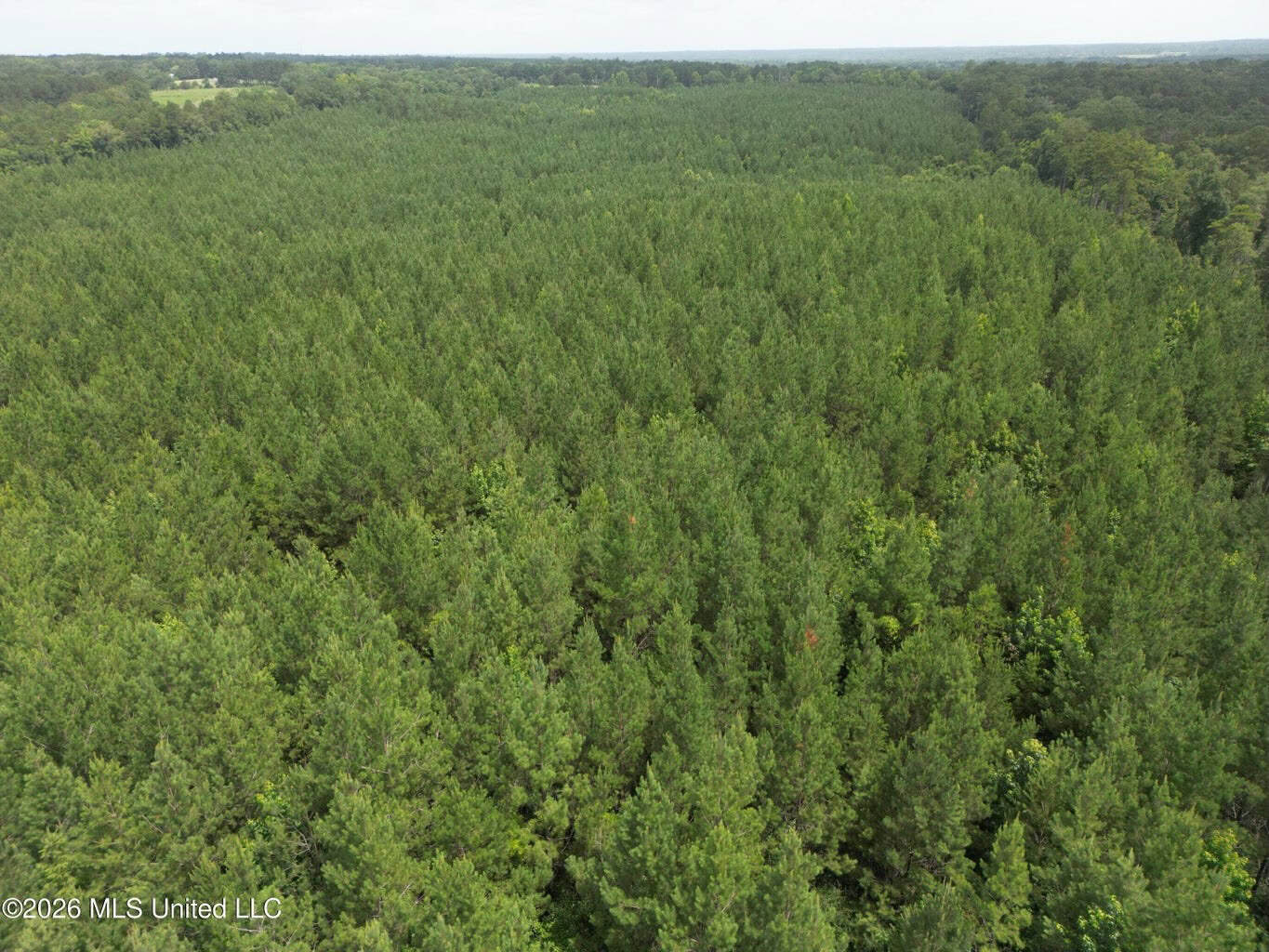 70+- Acres of Plantation Pines Pike County MS