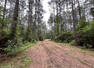 120± Acres for Sale in Osyka, MS on Tickfaw River