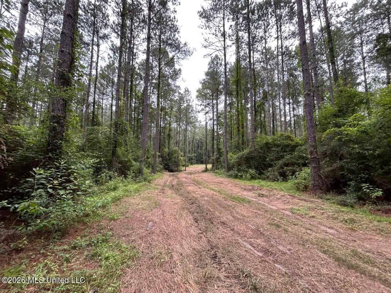 120± Acres for Sale in Osyka, MS on Tickfaw River