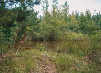 Weston 53 – Timber & Hunting Land in Louisiana