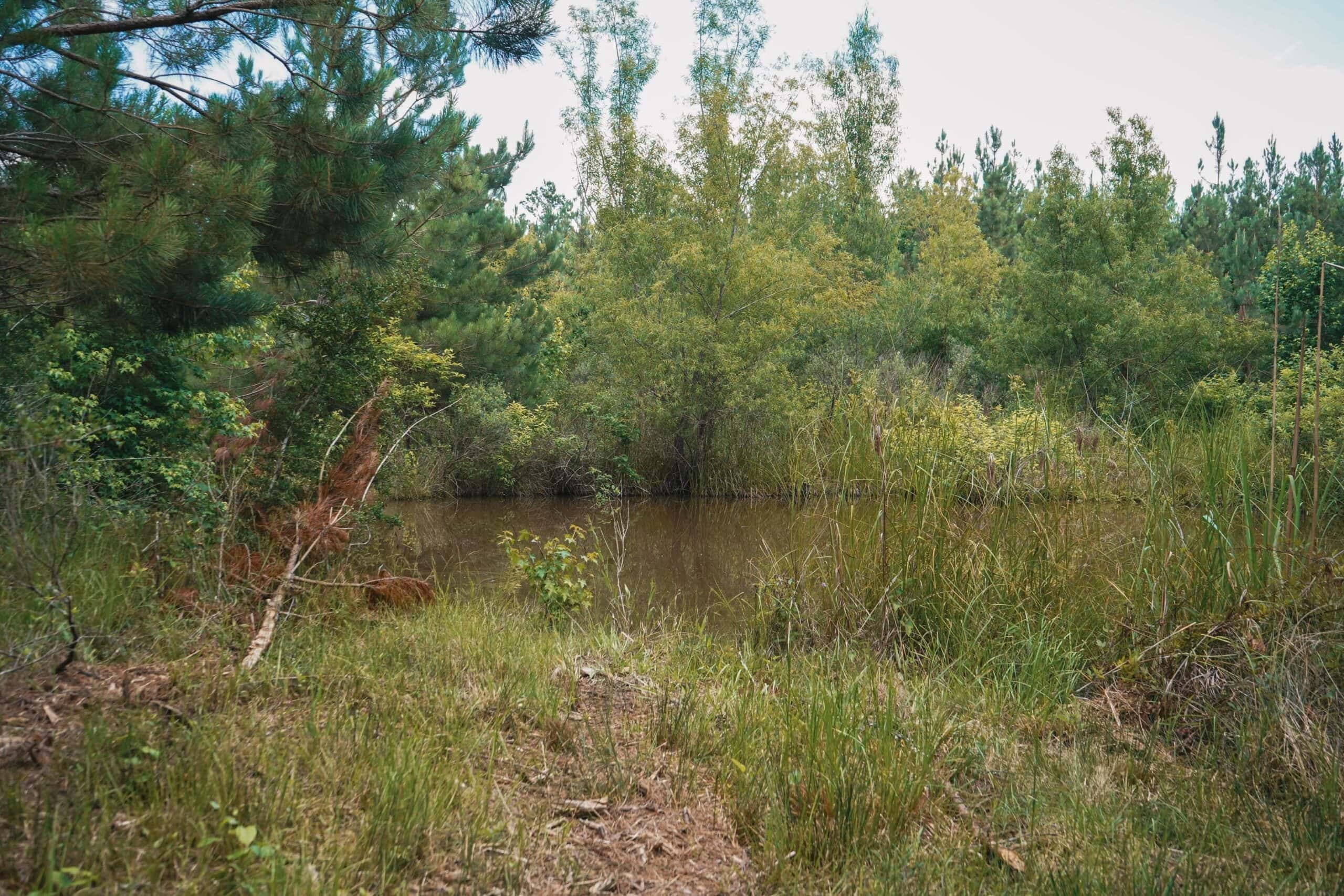 Weston 53 – Timber & Hunting Land in Louisiana