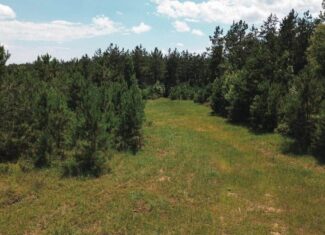 Weston 112 – Timber & Hunting Land in Jackson Parish, LA