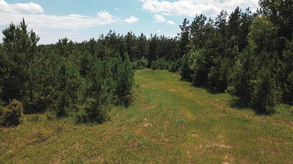 Weston 112 – Timber & Hunting Land in Jackson Parish, LA