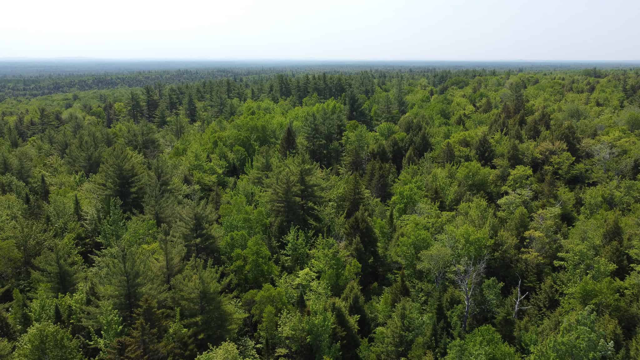 Large Land Parcel – 100 Acres in Maxfield, Maine