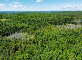 Large Acreage Maine Land for Sale Near West Grand Lake Chain