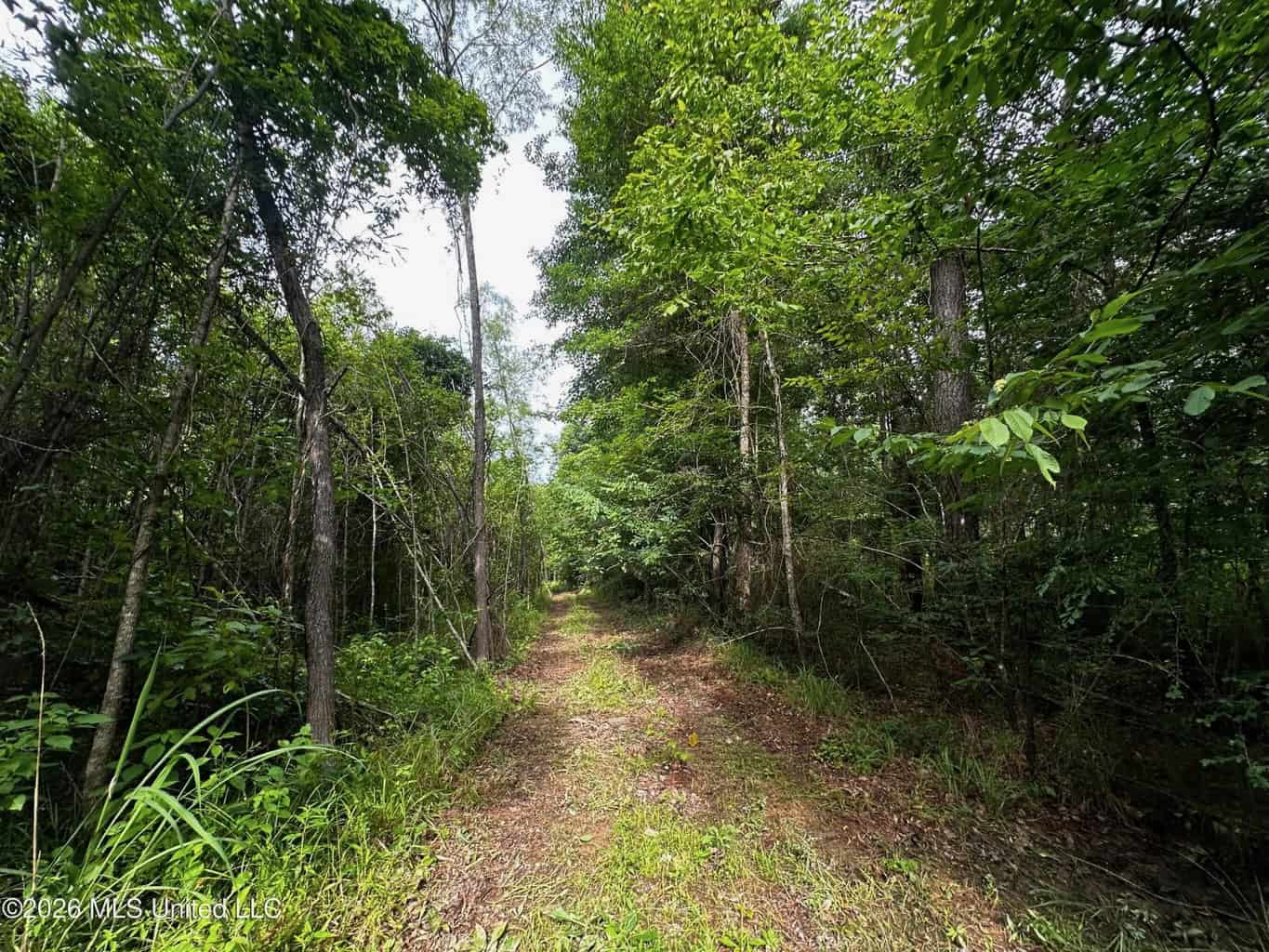 155 Acres Hunting Land for Sale in Centreville, MS