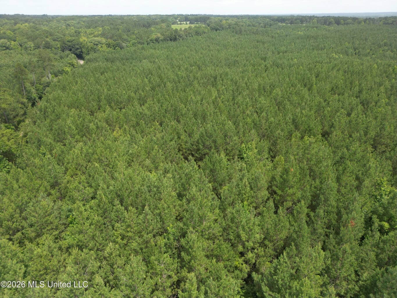 70+- Acres of Plantation Pines Pike County MS