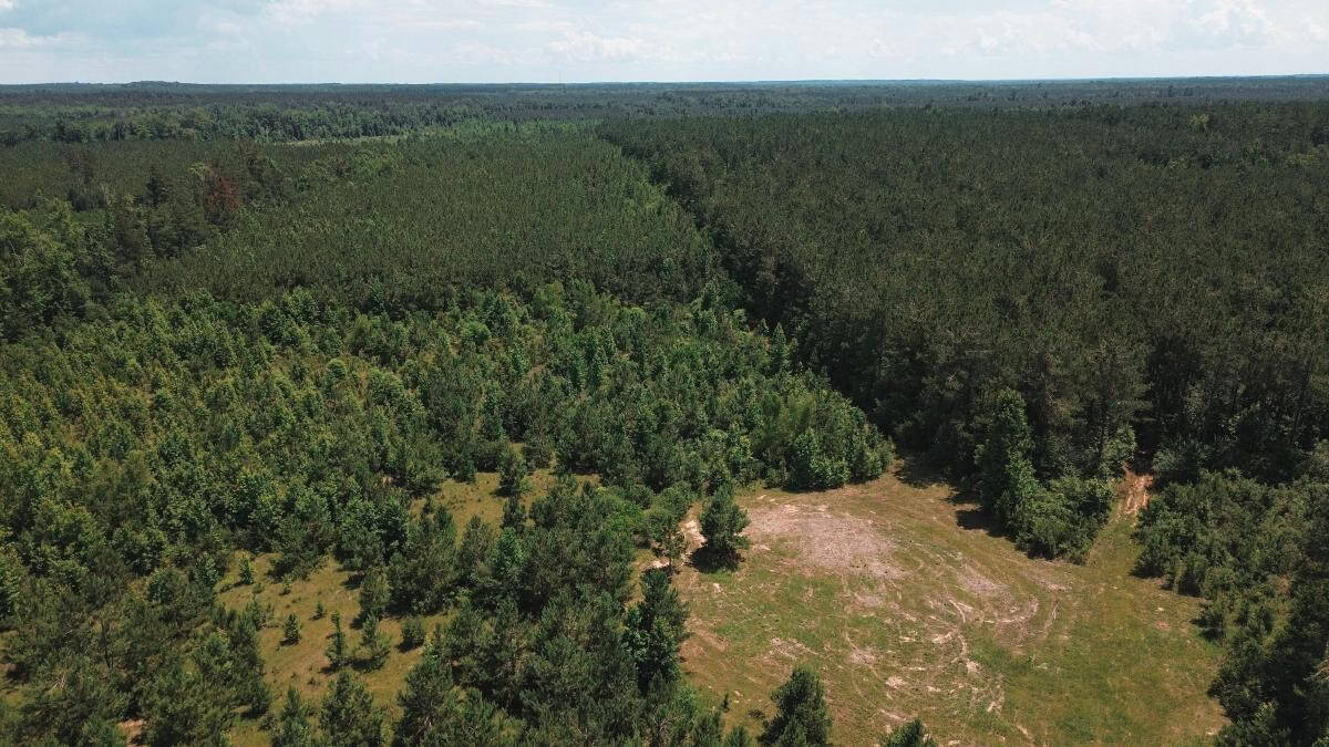 Weston 112 – Timber & Hunting Land in Jackson Parish, LA