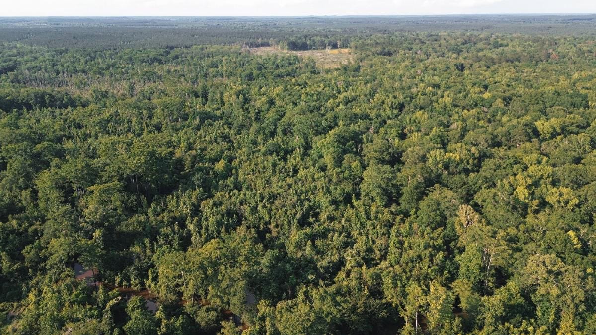 Chatham 72 – HARDWOOD TIMBER & HUNTING JACKSON PARISH LA