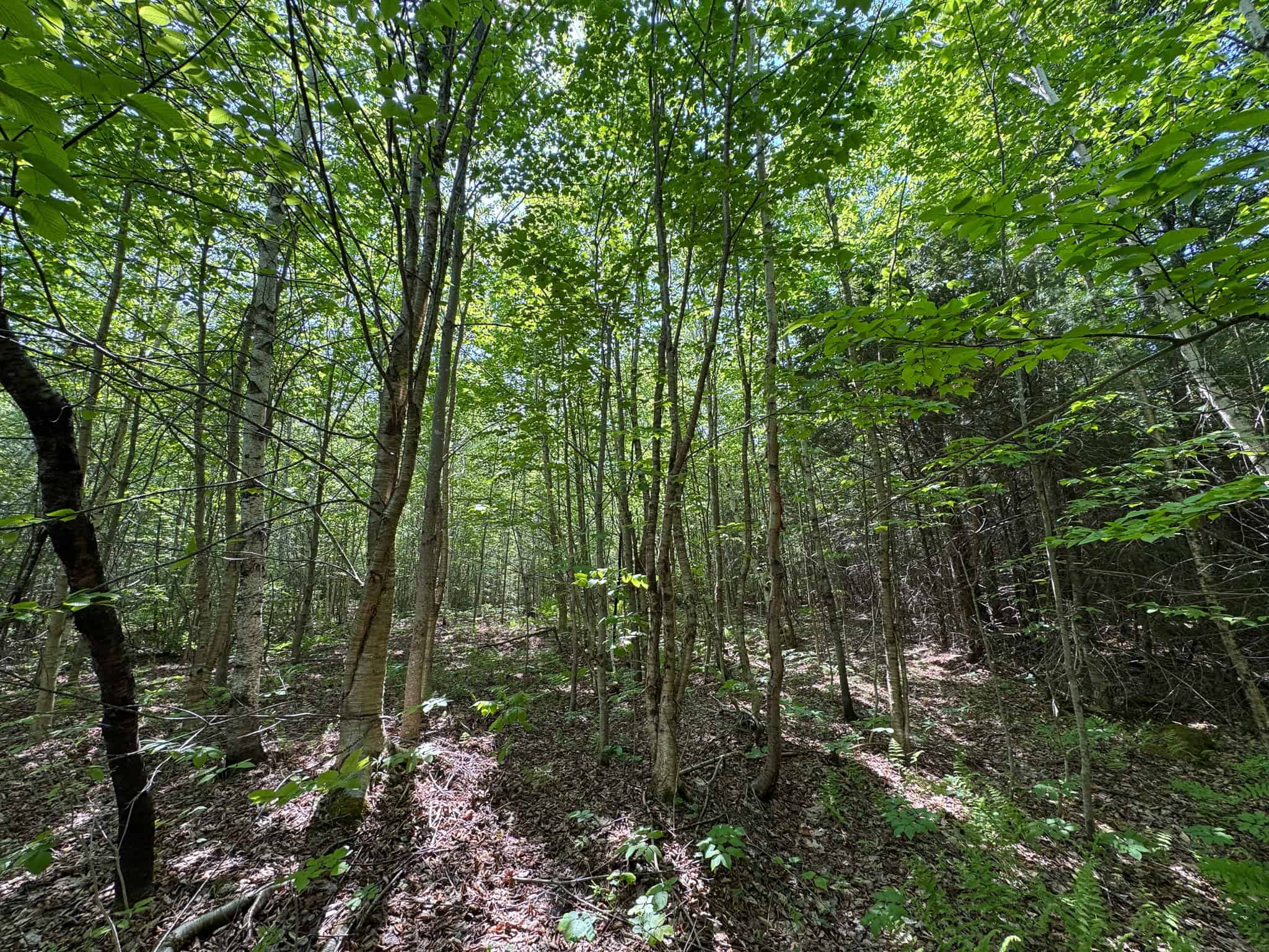 Large Land Parcel – 100 Acres in Maxfield, Maine