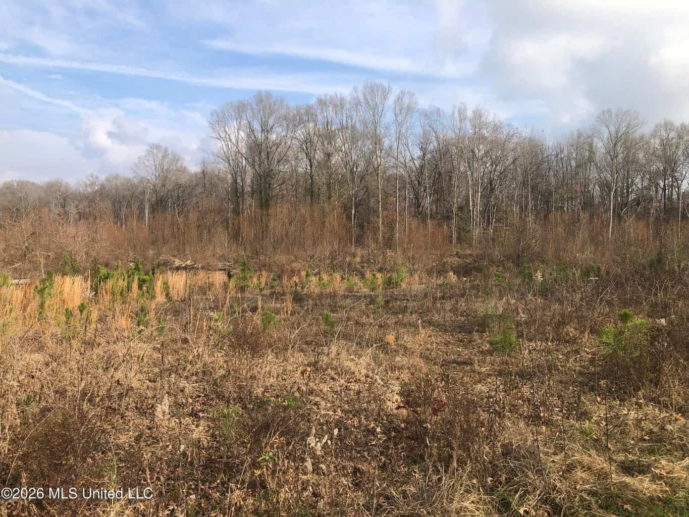 88.5 acres Hunting & Timber Land for Sale in Utica, Ms