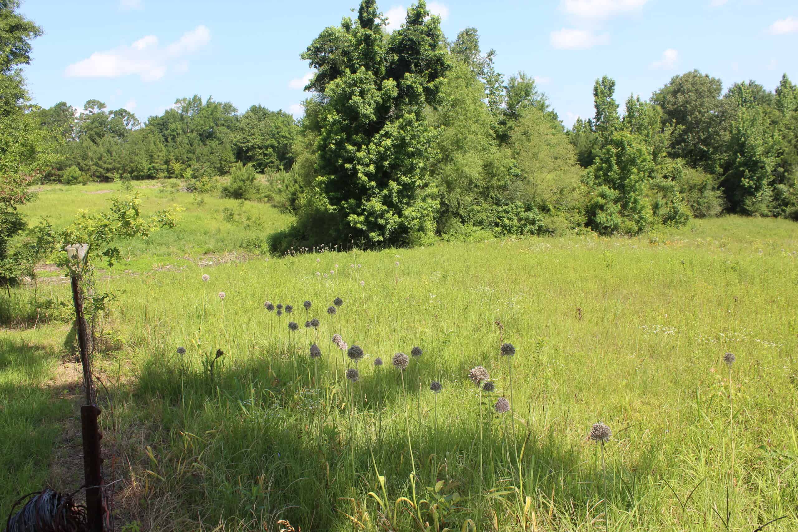 61 Acres and Hunting Camp For Sale Lawrence County Mississippi