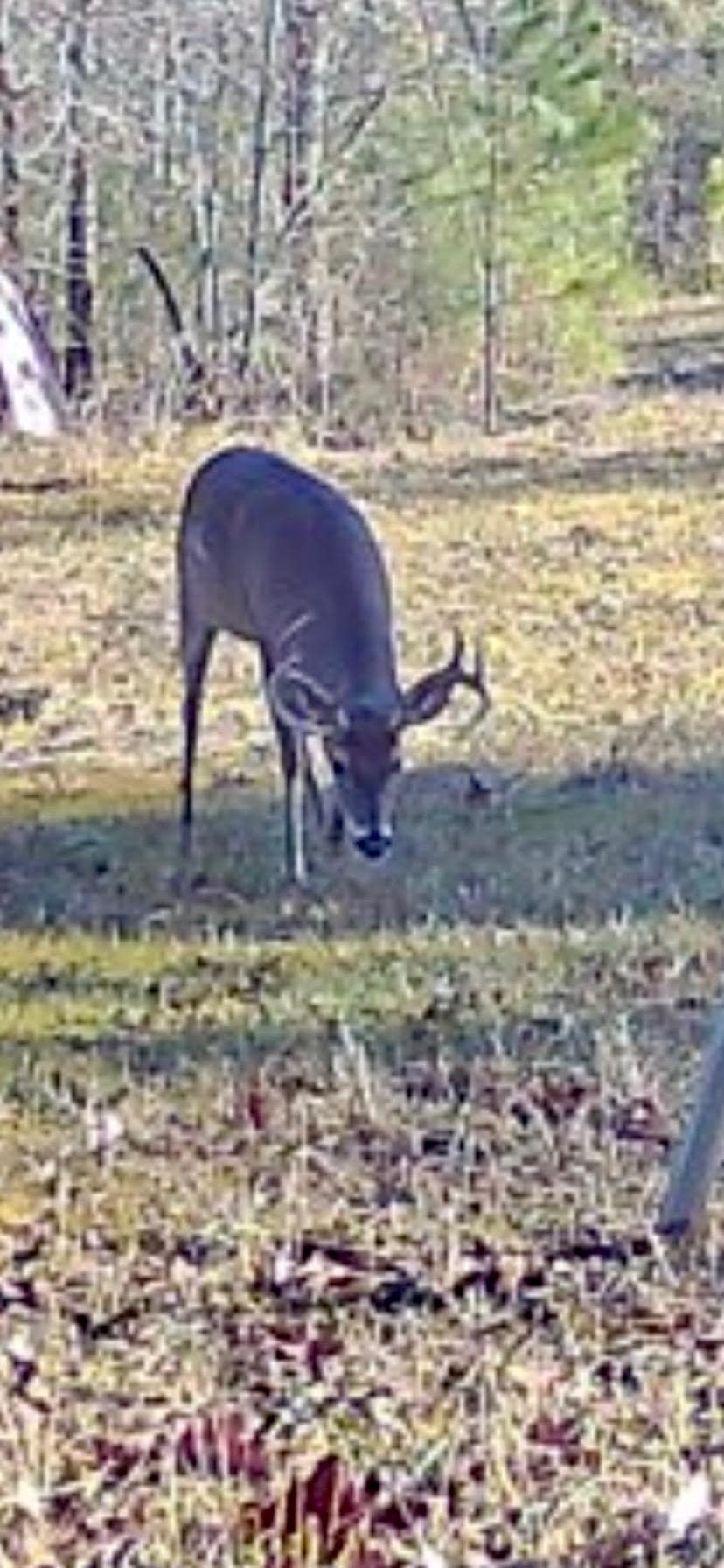 61 Acres and Hunting Camp For Sale Lawrence County Mississippi