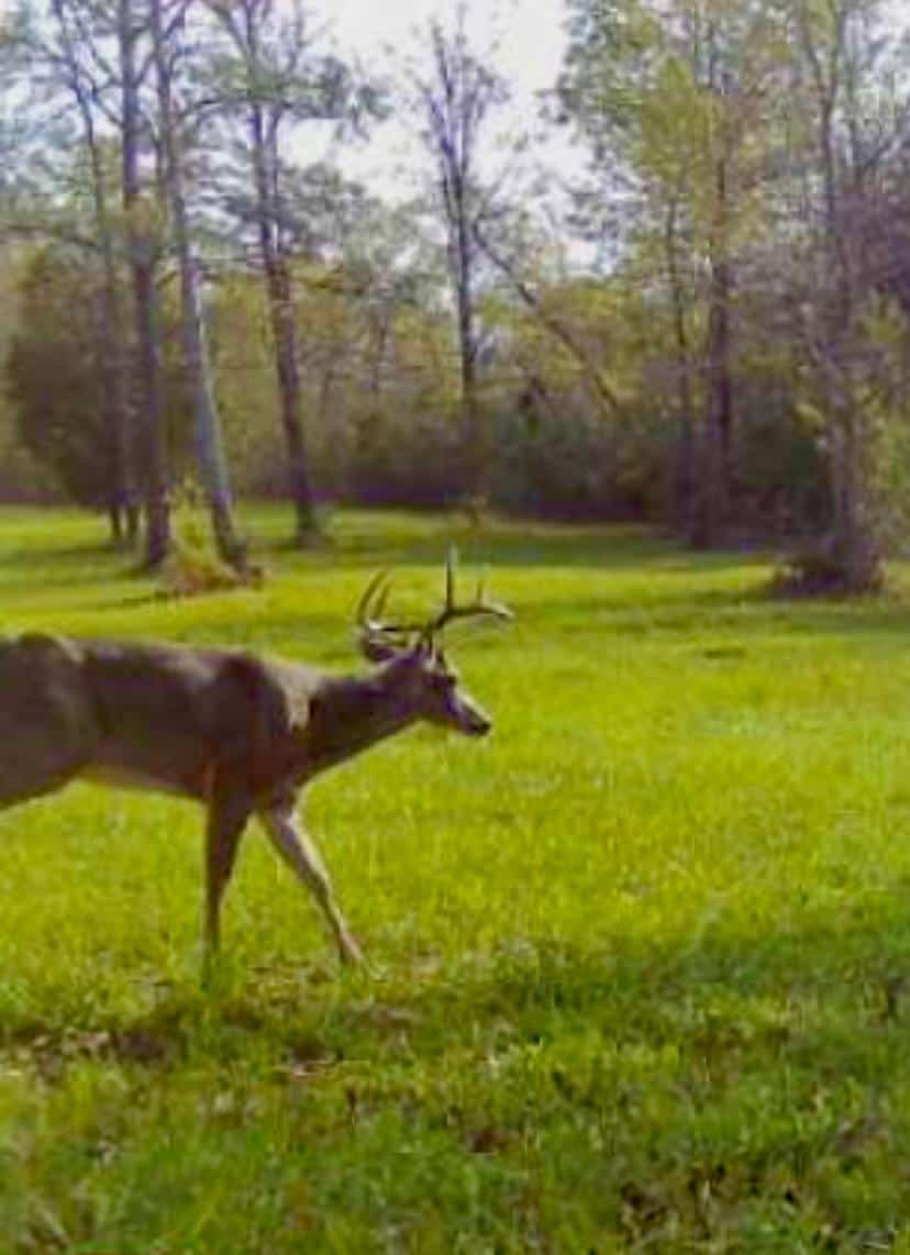 61 Acres and Hunting Camp For Sale Lawrence County Mississippi