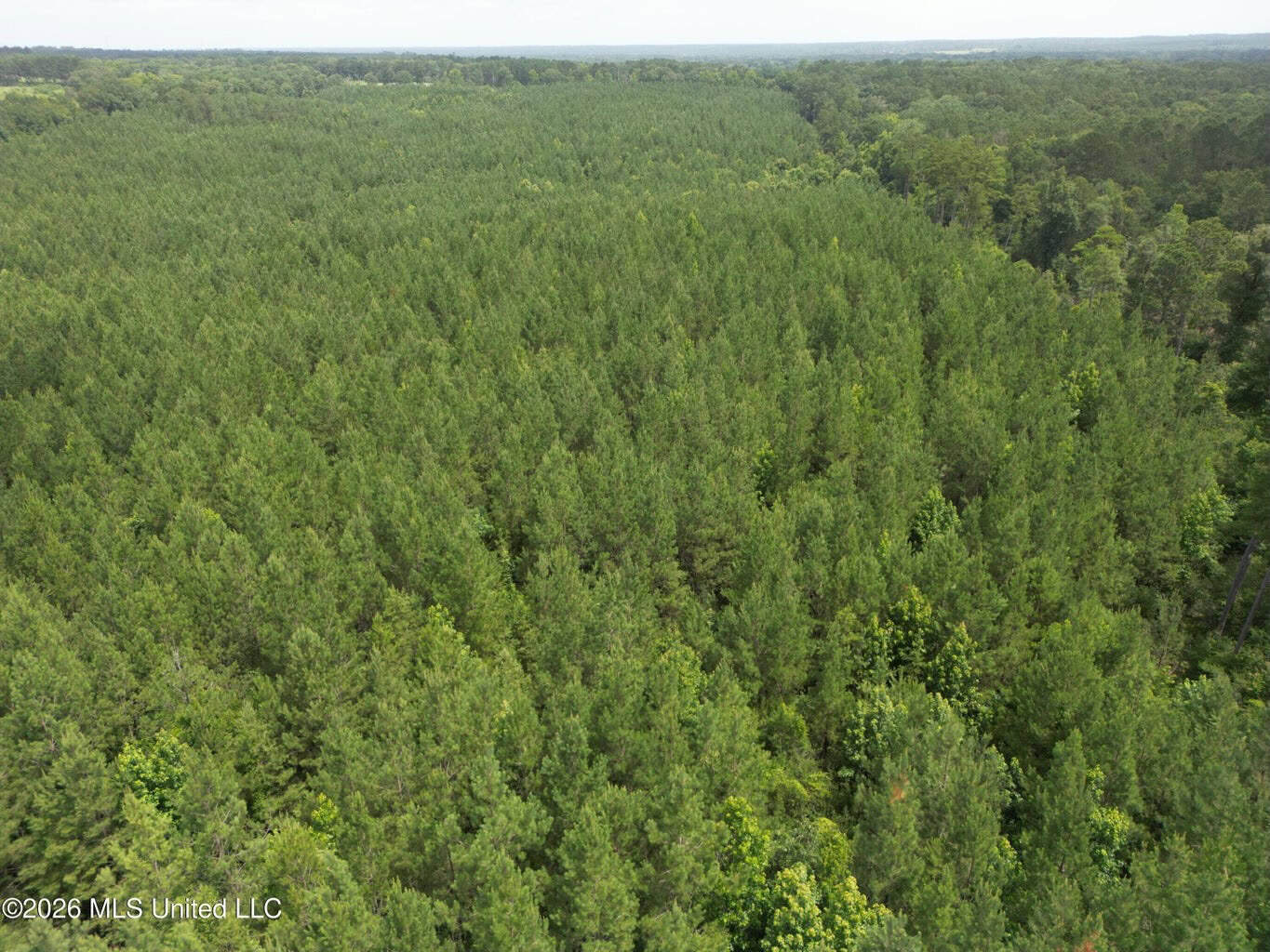70+- Acres of Plantation Pines Pike County MS