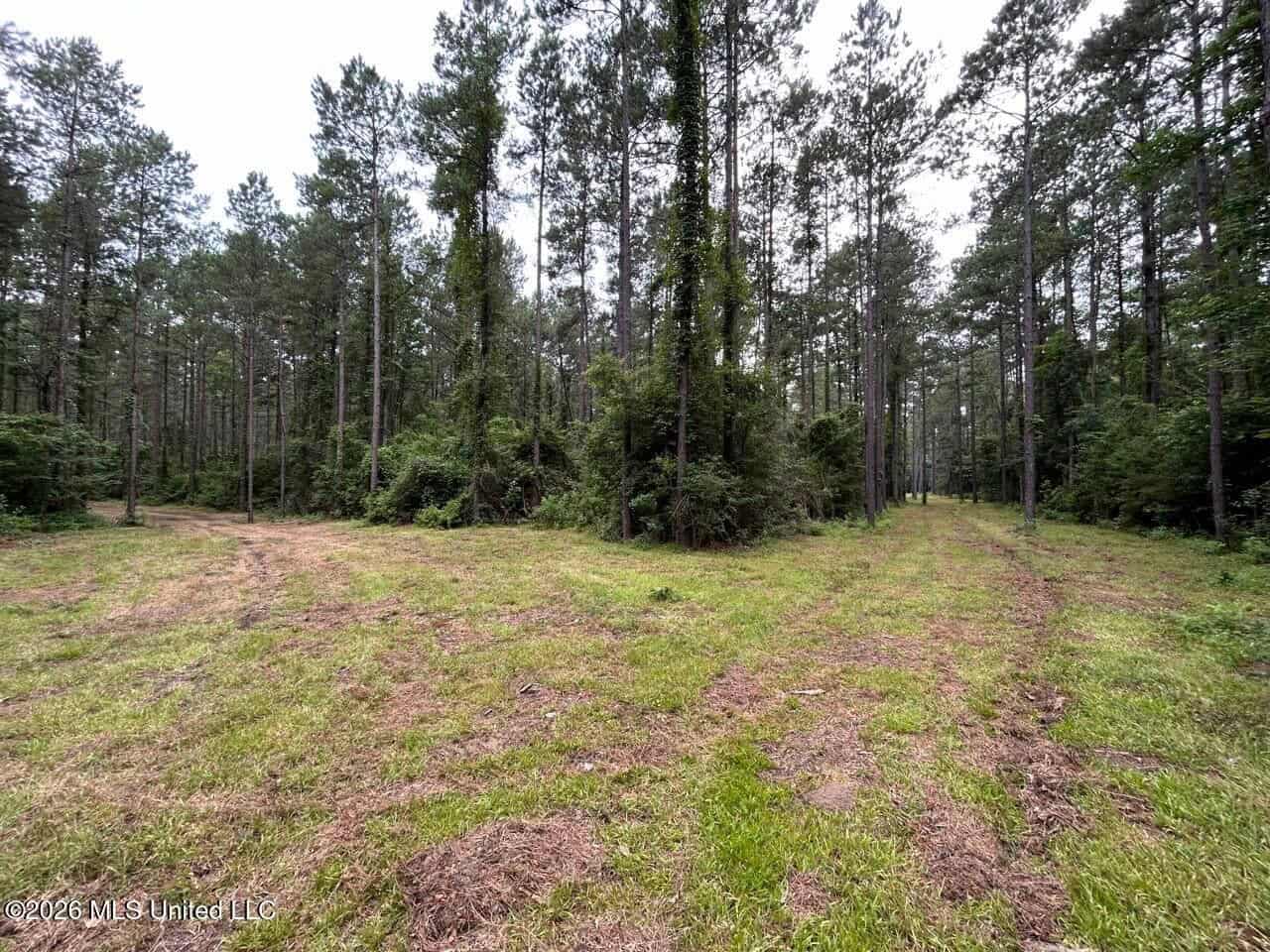 120± Acres for Sale in Osyka, MS on Tickfaw River