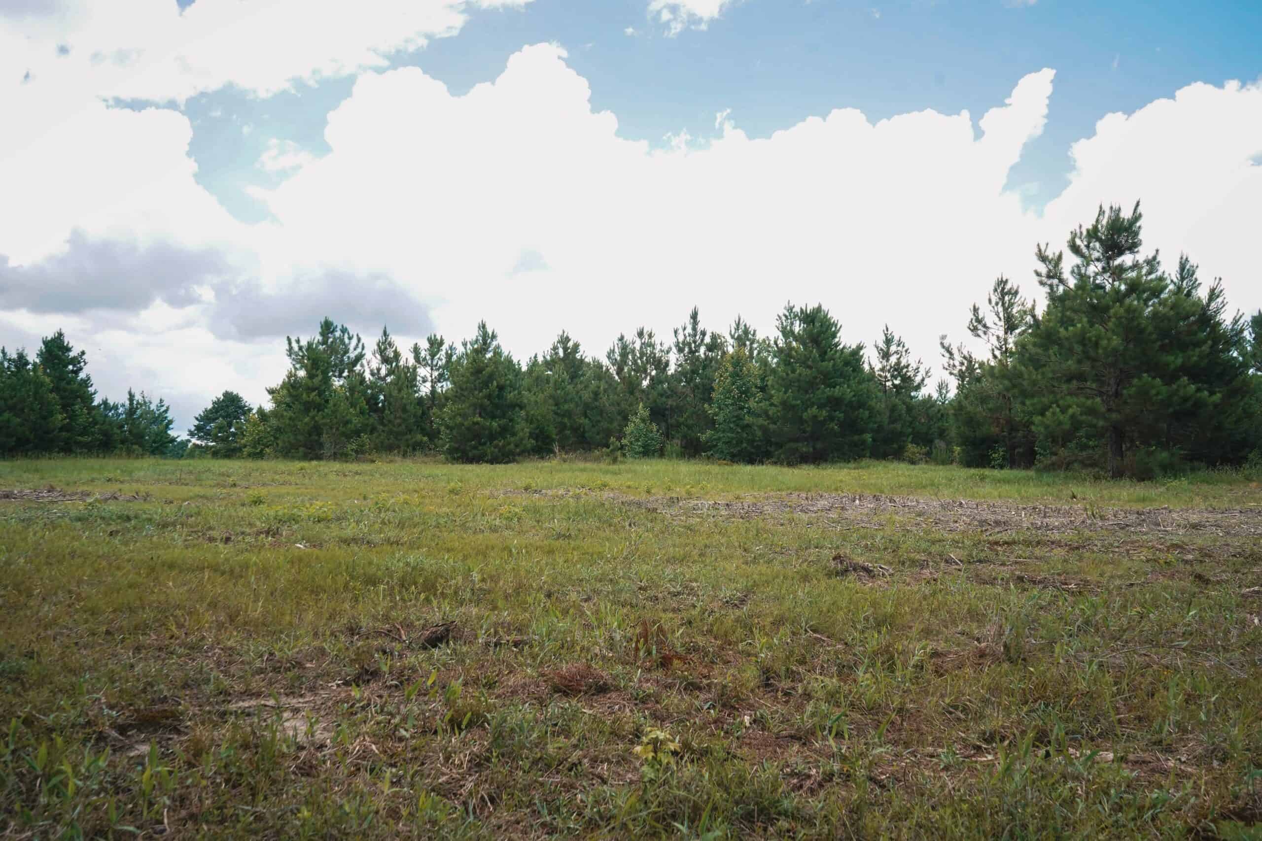 Weston 53 – Timber & Hunting Land in Louisiana