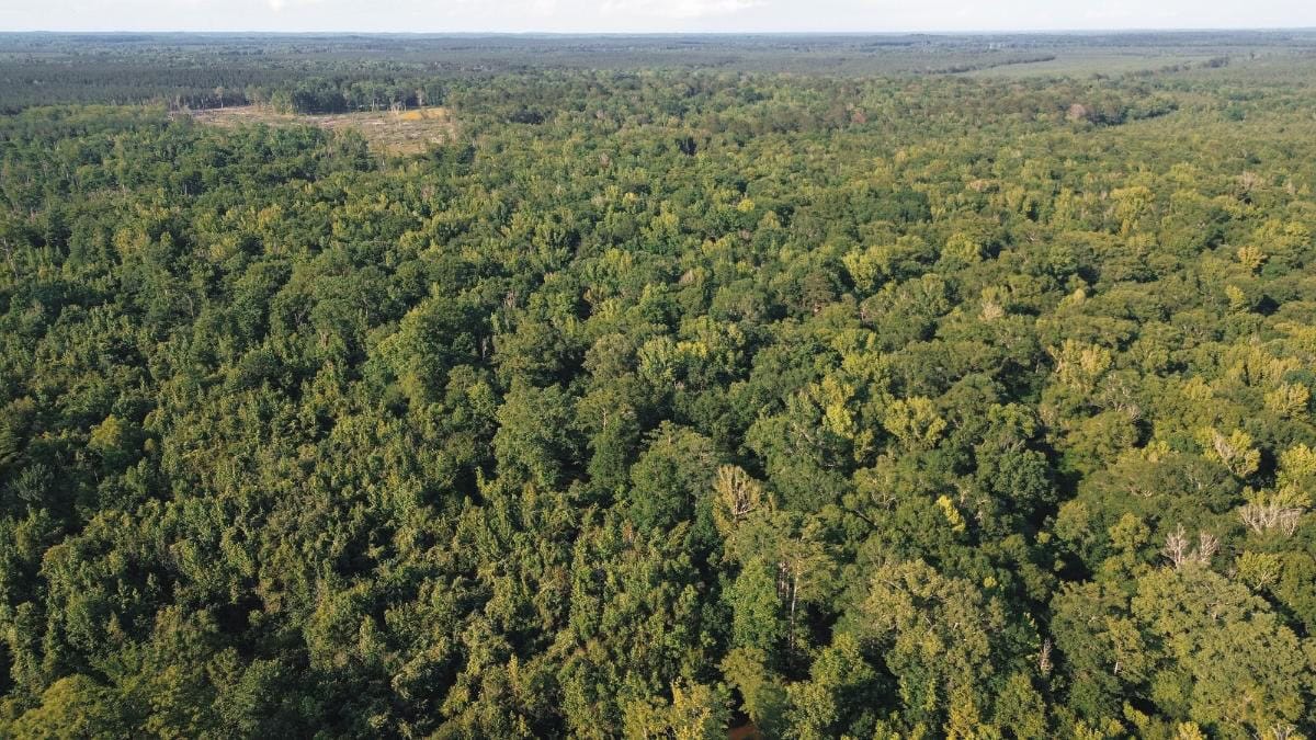 Chatham 72 – HARDWOOD TIMBER & HUNTING JACKSON PARISH LA