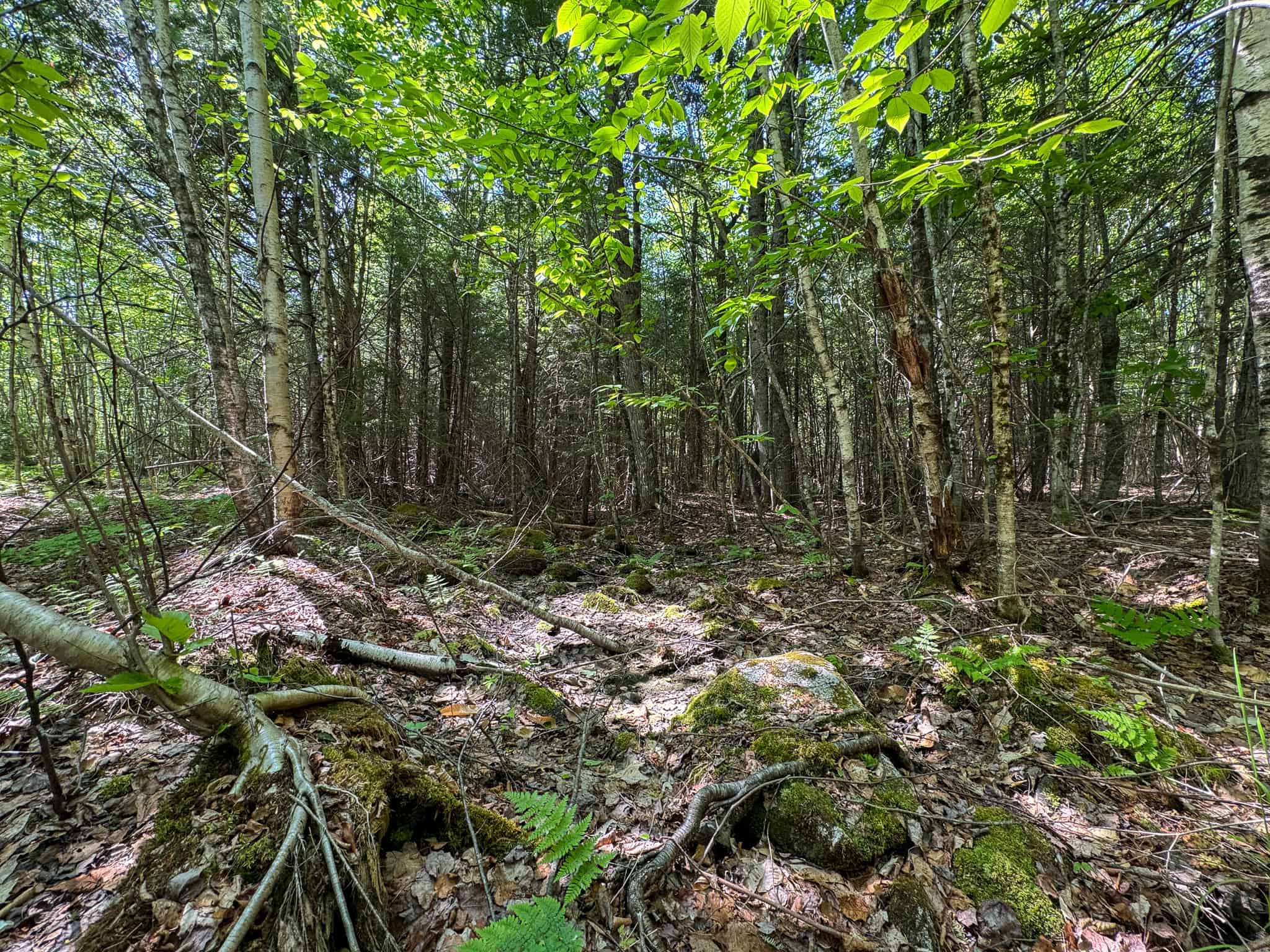 Large Land Parcel – 100 Acres in Maxfield, Maine