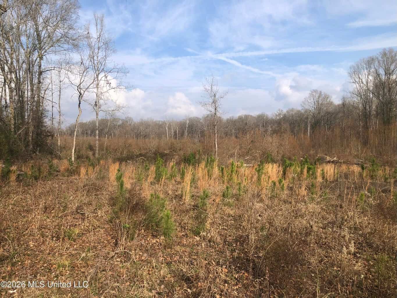 88.5 acres Hunting & Timber Land for Sale in Utica, Ms