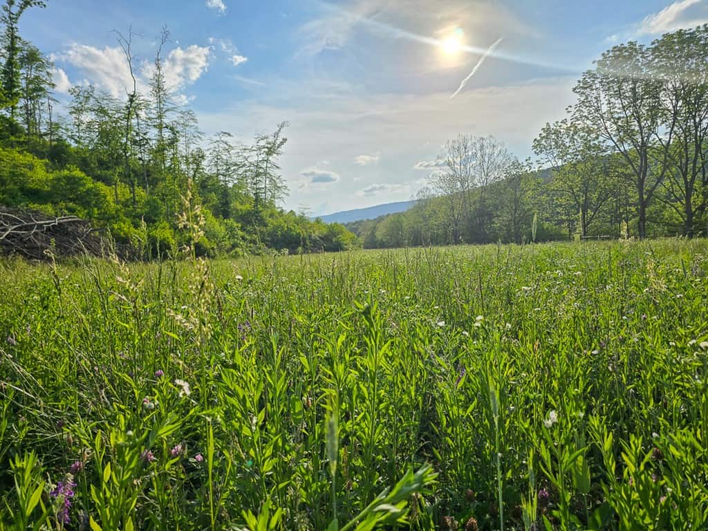 Big Hill: A Hunter’s Paradise with Mountain Views