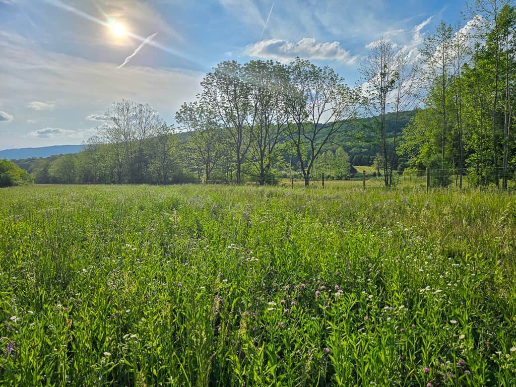 Big Hill: A Hunter’s Paradise with Mountain Views