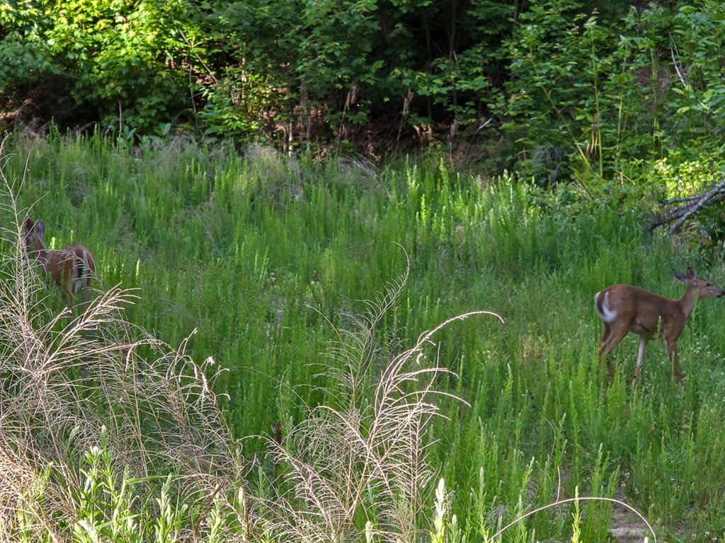 BIG ACREAGE, TRAILS, WILDLIFE!