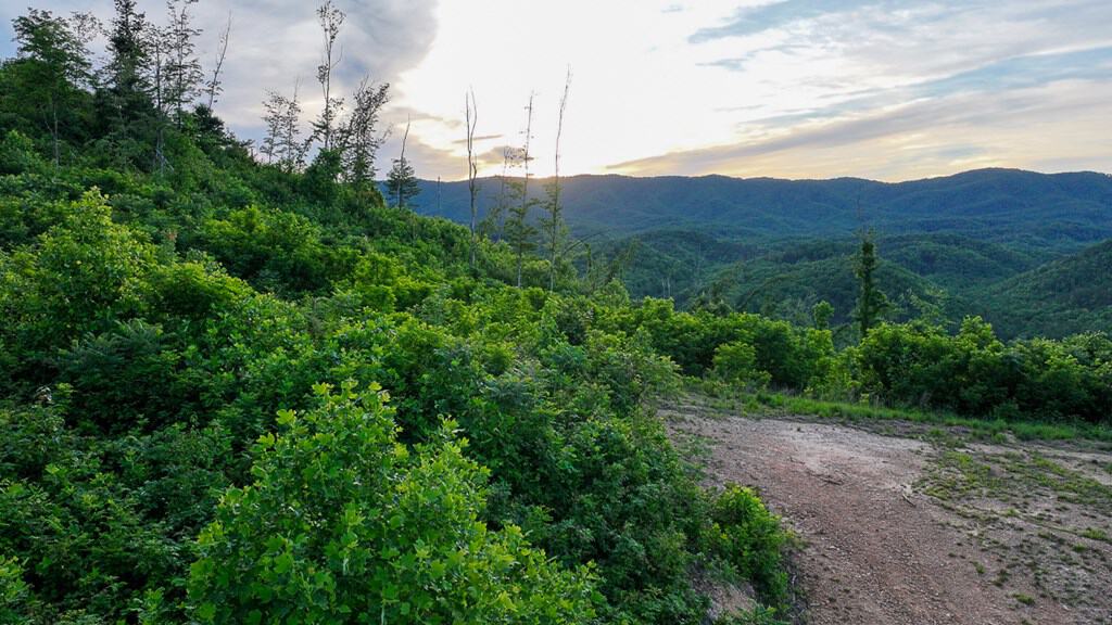 BIG ACREAGE, TRAILS, WILDLIFE!