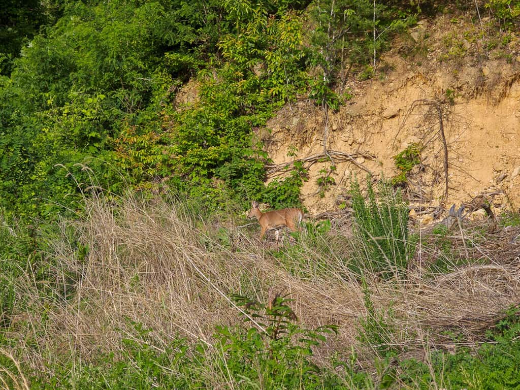 BIG ACREAGE, TRAILS, WILDLIFE!
