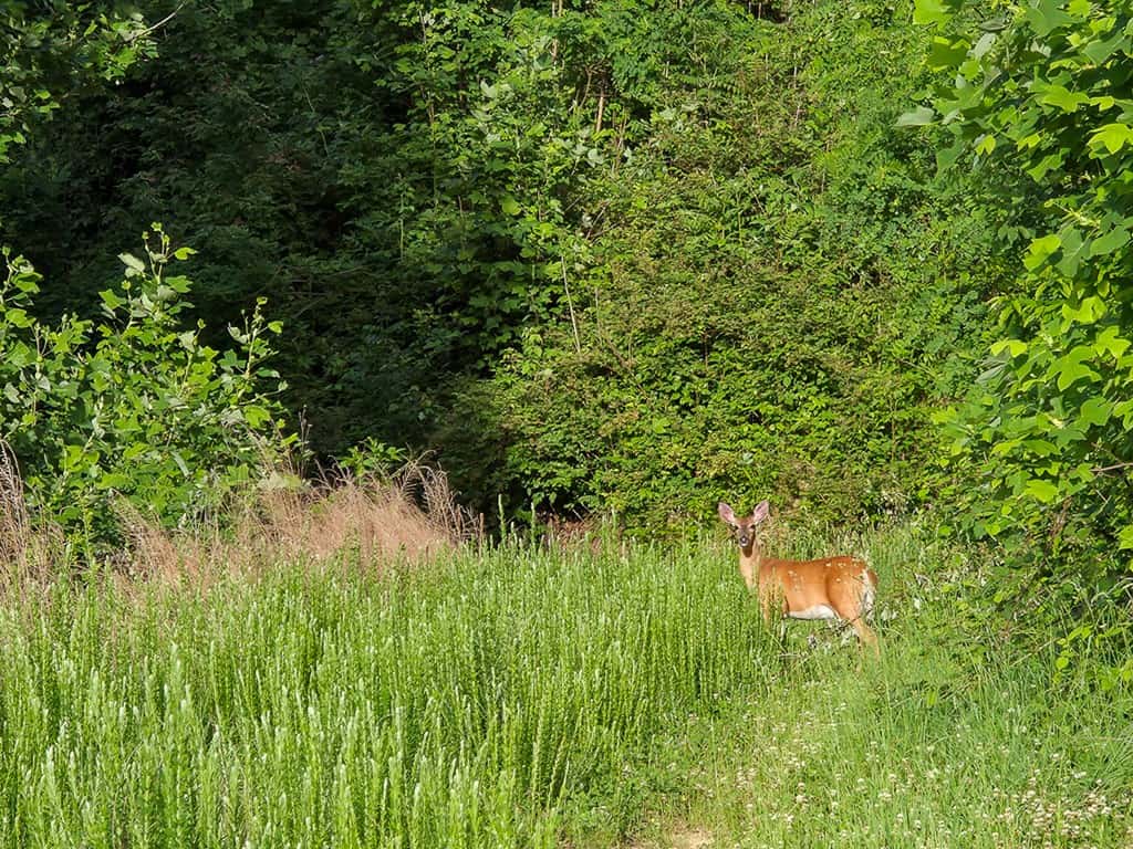 BIG ACREAGE, TRAILS, WILDLIFE!