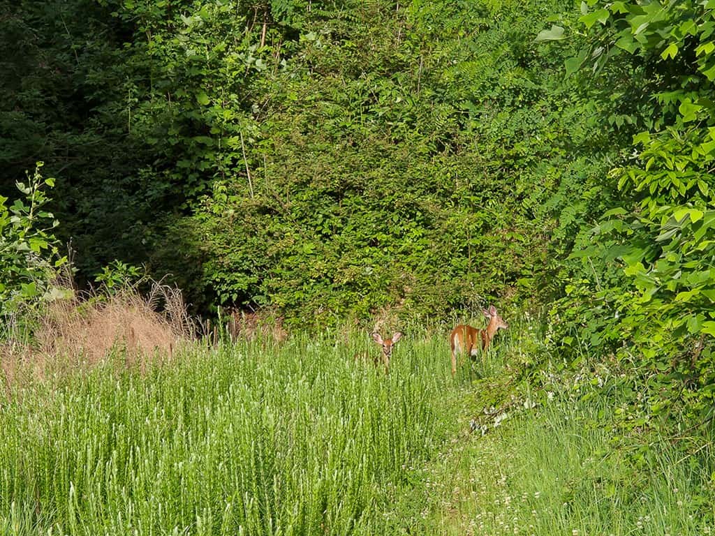 BIG ACREAGE, TRAILS, WILDLIFE!