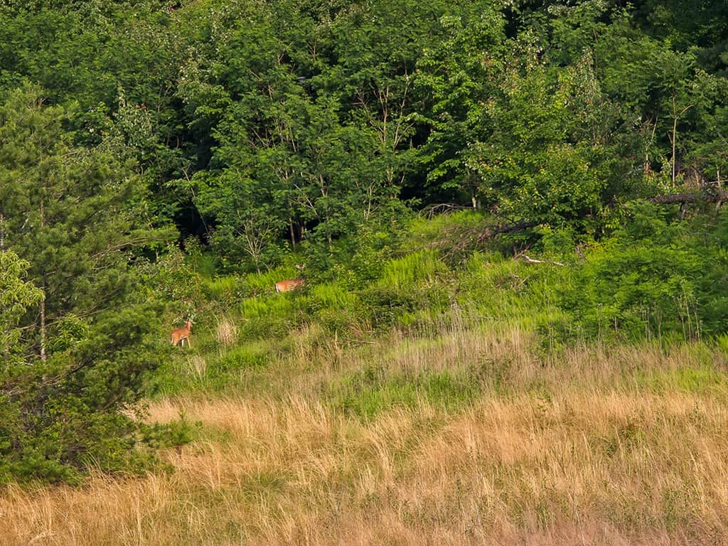 BIG ACREAGE, TRAILS, WILDLIFE!
